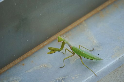 Free Mantis Insect photo and picture