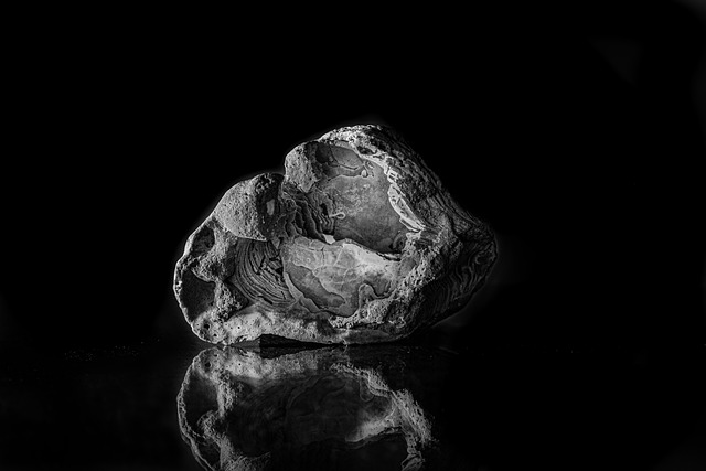 Free Oyster Shell photo and picture