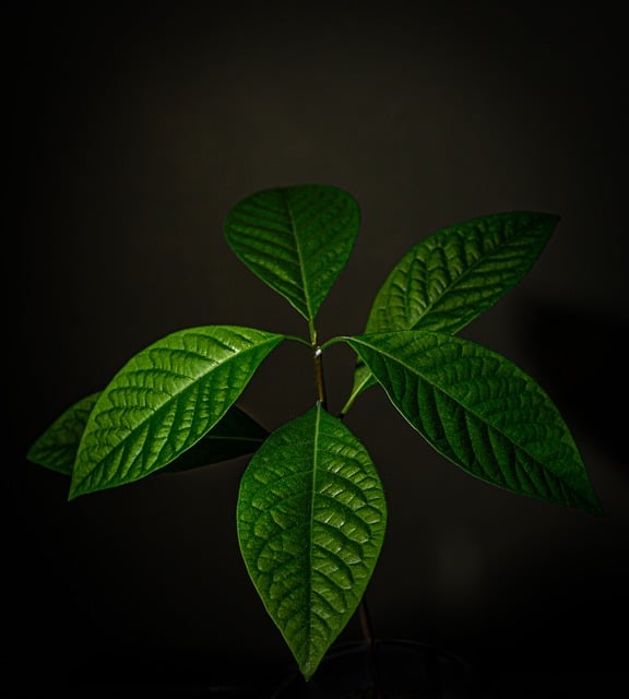 Free Avocado Plant photo and picture