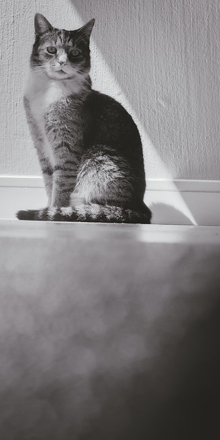 Free Cat Pet photo and picture