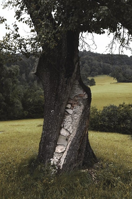 Free Nature Tree photo and picture