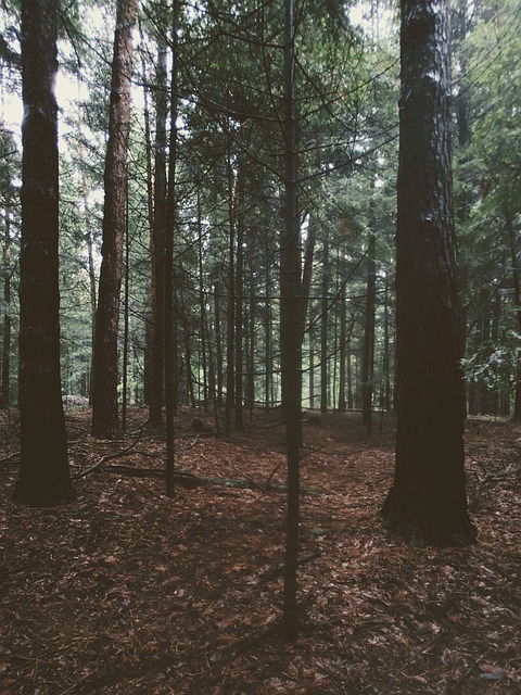 Free Forest Leaves photo and picture