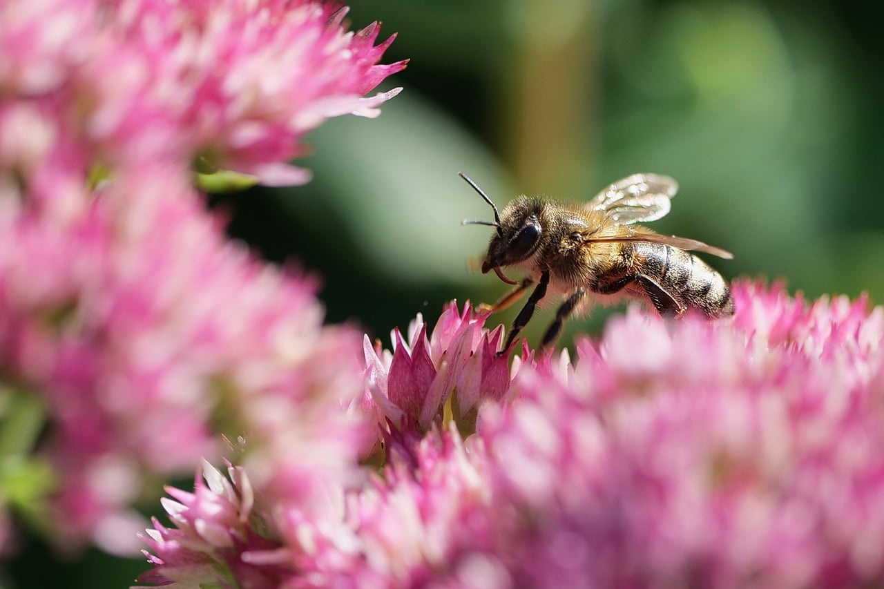 Bee Insect Stonecrop Thick-Leaf - Free photo on Pixabay