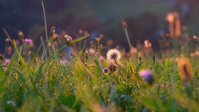 Natureza, Panorama, Prado, Prado Flor