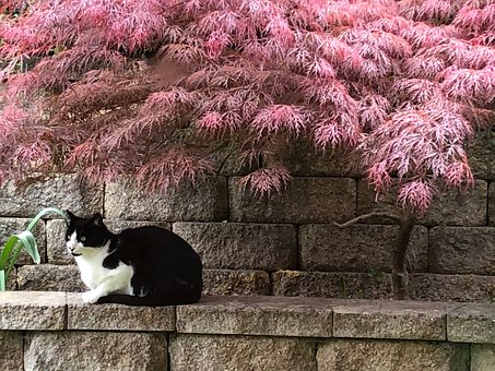 Gato, Jardim, Planta, Natureza, Outono