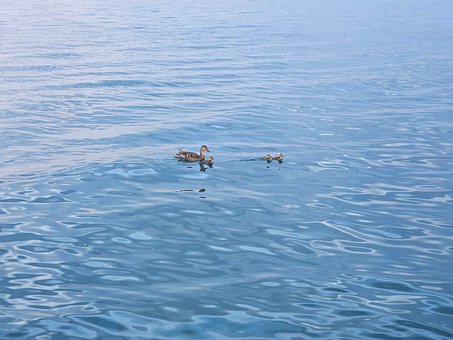 Free Duck Lake photo and picture