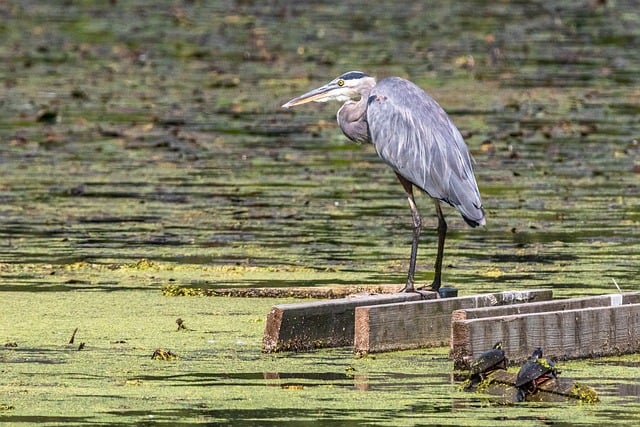 Free Heron Nature photo and picture