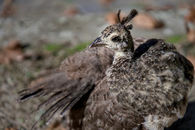 Poussin Paon Vendre