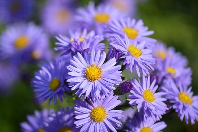 Asters, ornamental plant, composites and flower background — photo by neelam279
