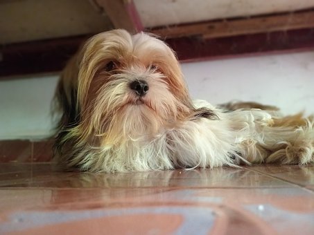 Hund, Haustier, Tier, Natur, Hund