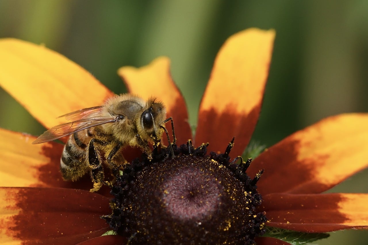 Abeille Insecte Pollinisation - Photo gratuite sur Pixabay