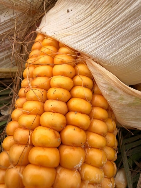 Free Corn Corn On The Cob photo and picture