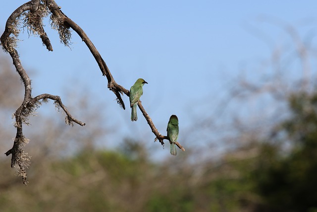 Free Bird Nature photo and picture