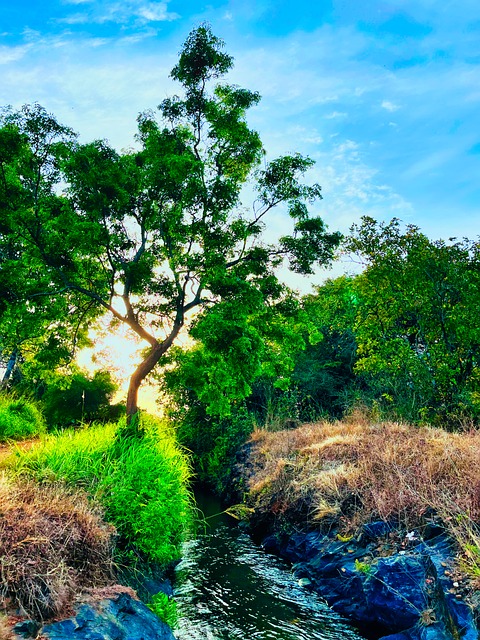 Free Nature Landscape illustration and picture