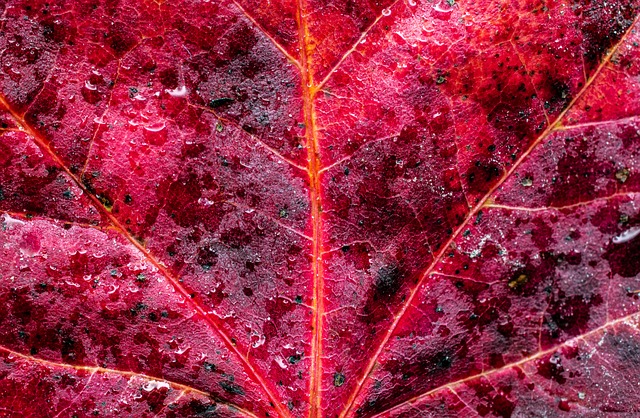 Folha, Macro, Natureza, Vermelho, Bordo