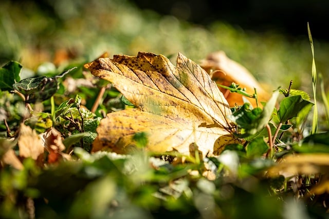 Free Autumn Leaf photo and picture