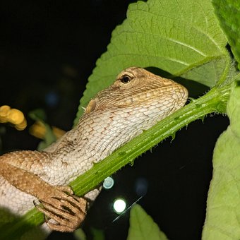 Free Nature Garden photo and picture