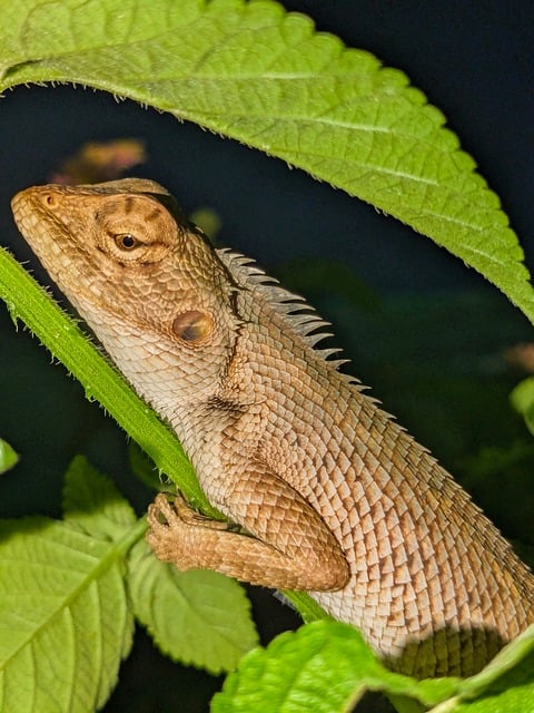 Free Nature Garden photo and picture