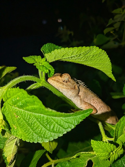 Free Nature India photo and picture