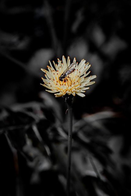 Elsker, Blumen, Naturlig, Vinter