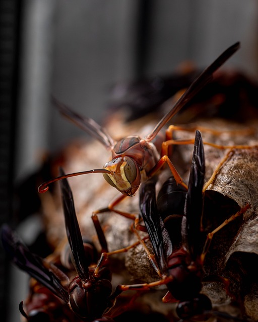 Hveps, Insekt, Natur, Bug, Stinger, Dyr
