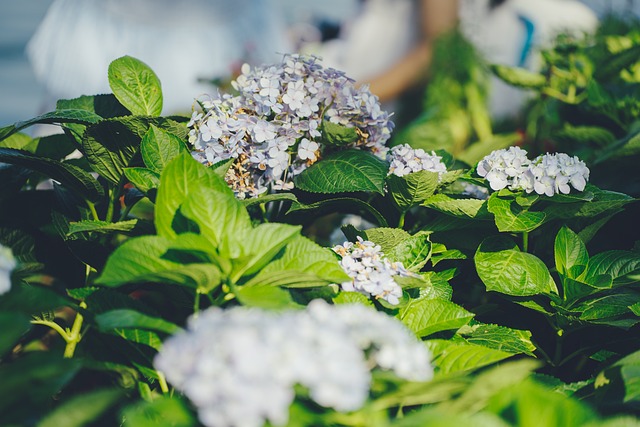 Free Hydrangeas Flower photo and picture