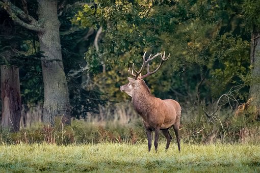 Jelen, Zvíře, Příroda, Fauna, Savage
