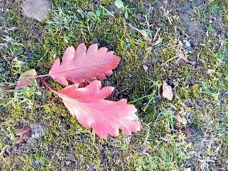 Autumn Odchodzi, Opadłych Liści