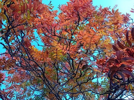 Autumn Odchodzi, Jesień, Odchodzi