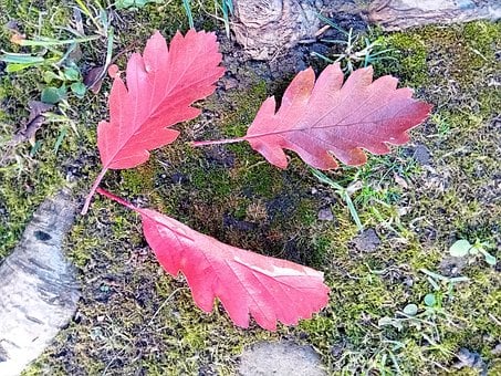 Autumn Odchodzi, Jesień, Odchodzi