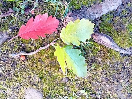 Odchodzi, Liść, Natura, Opadłych Liści