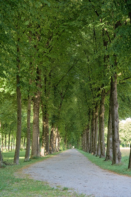 Free Path Nature photo and picture