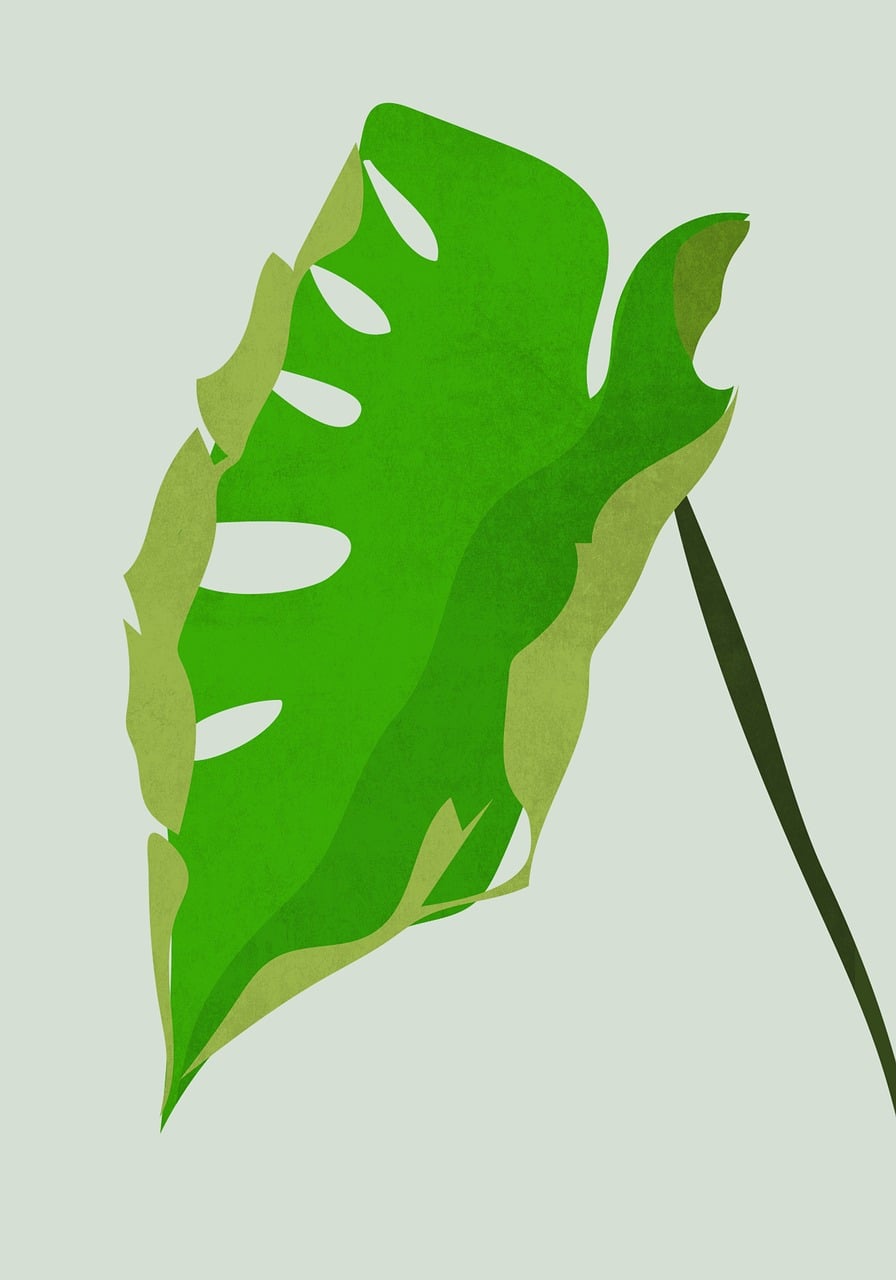 Download free HD stock image of Monstera Sheet Free monstera sheet nature illustration