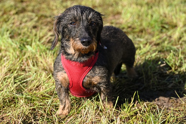 Free Wire-Haired Dachshund Dachshund photo and picture