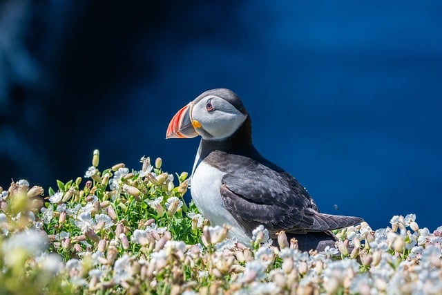 Free Puffin Nature photo and picture