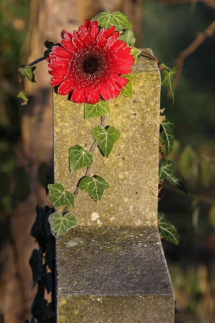 Grab, Blume, Gefroren, Natur