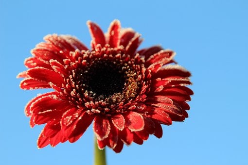 Blume, Gerbera, Blüte, Flora, Gefroren