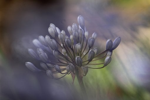 Schmucklilien, Blume, Blau, Garten
