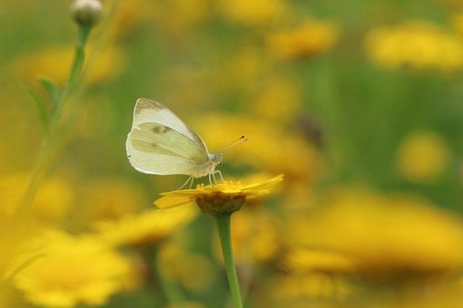 Schmetterling, Weicher Fokus, Natur