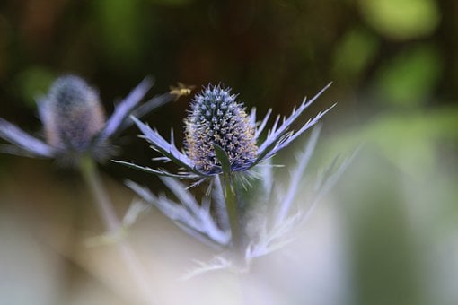 Distel, Blume, Natur, Flora