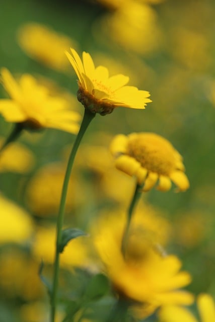 Gelb, Blume, Weicher Fokus, Verträumt