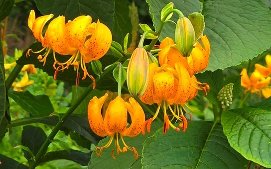 Liljer, Orange, Blomster, Sommer