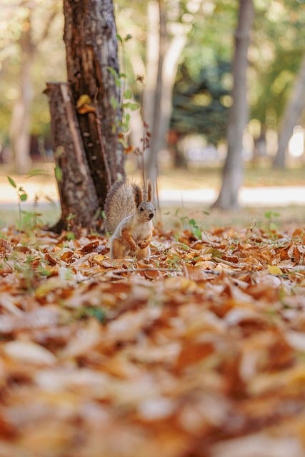 Free Autumn Nature photo and picture