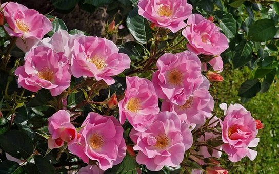Roser, Lyserød, Busk, Blomster, Letland