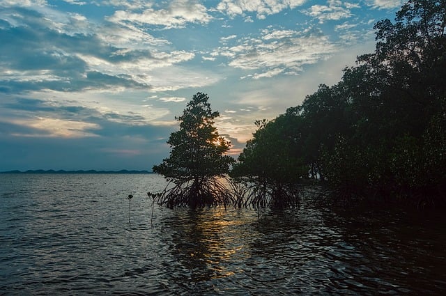Manglares, Bosque De Manglar, Abrasión