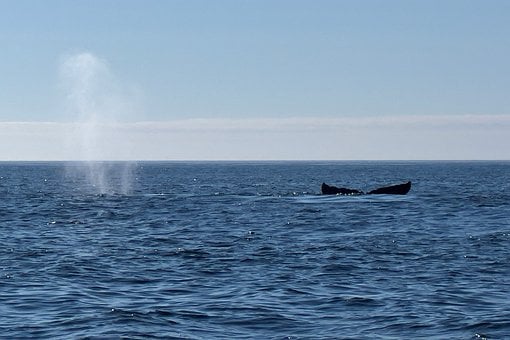 Hval, Blæse, Ocean, Marine, Dyreliv