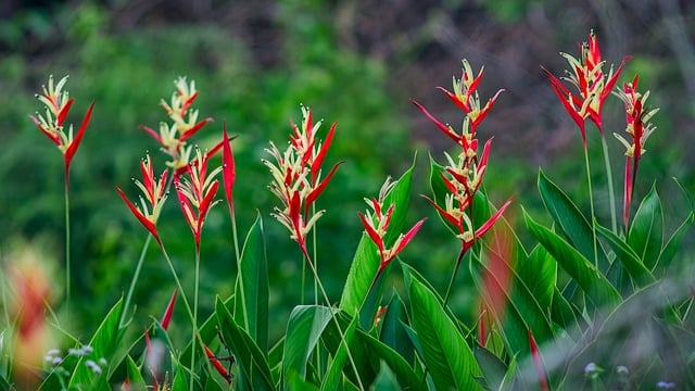 Heliconia, Flora, Bloom, Flor, Planta