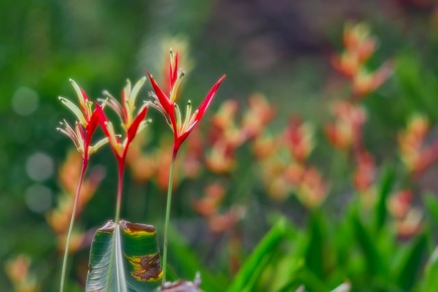 Heliconia, Flora, Bloom, Flor, Planta