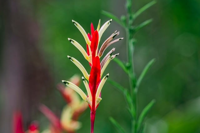 Heliconia, Flora, Bloom, Flor, Planta