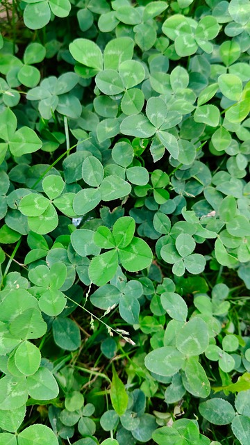 Trevo, Sorte, Natureza, Verde, Símbolo